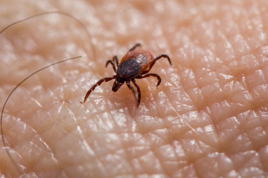 Ugriz krpelja na koži: što napraviti odmah